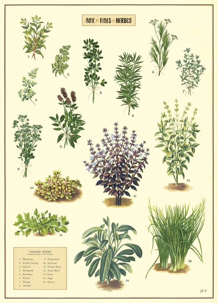 Cavallini Poster Herbs