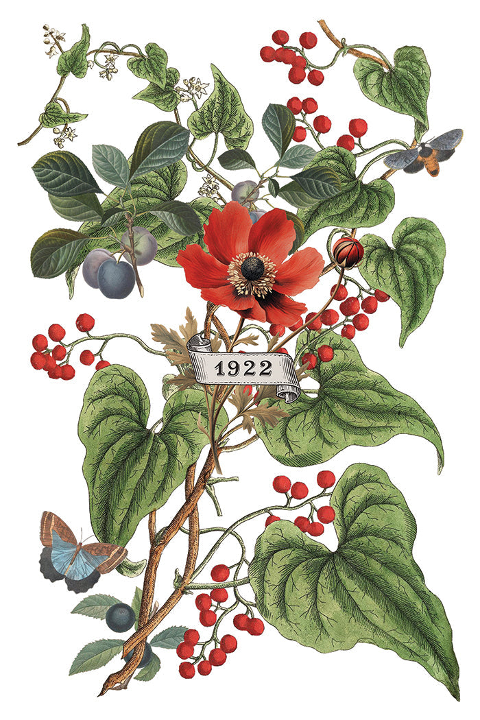 IOD Decor Transfer Clementine 8"X12" 8-Pages Pad by Iron Orchid Designs