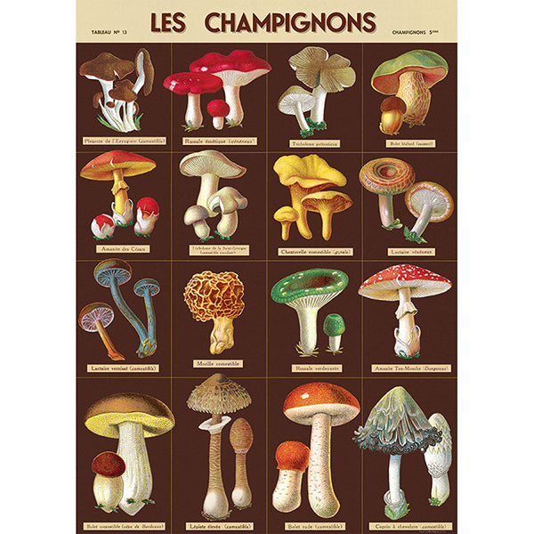 Cavallini Poster Les Champignons