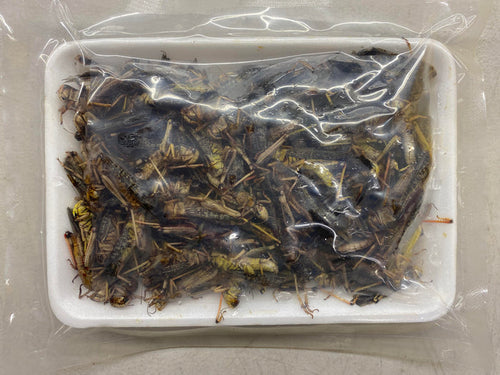 Gusto - Frozen Patanga Grasshopper - ตั๊กแตนปาทังก้า