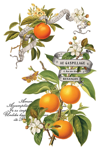 IOD Decor Transfer Clementine 8"X12" 8-Pages Pad by Iron Orchid Designs
