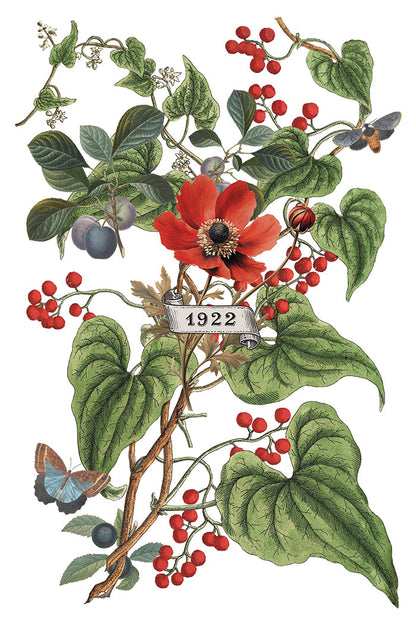 IOD Decor Transfer Clementine 8"X12" 8-Pages Pad by Iron Orchid Designs